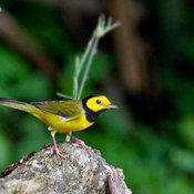 Hooded Warbler